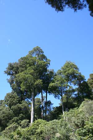 Pureora Forest